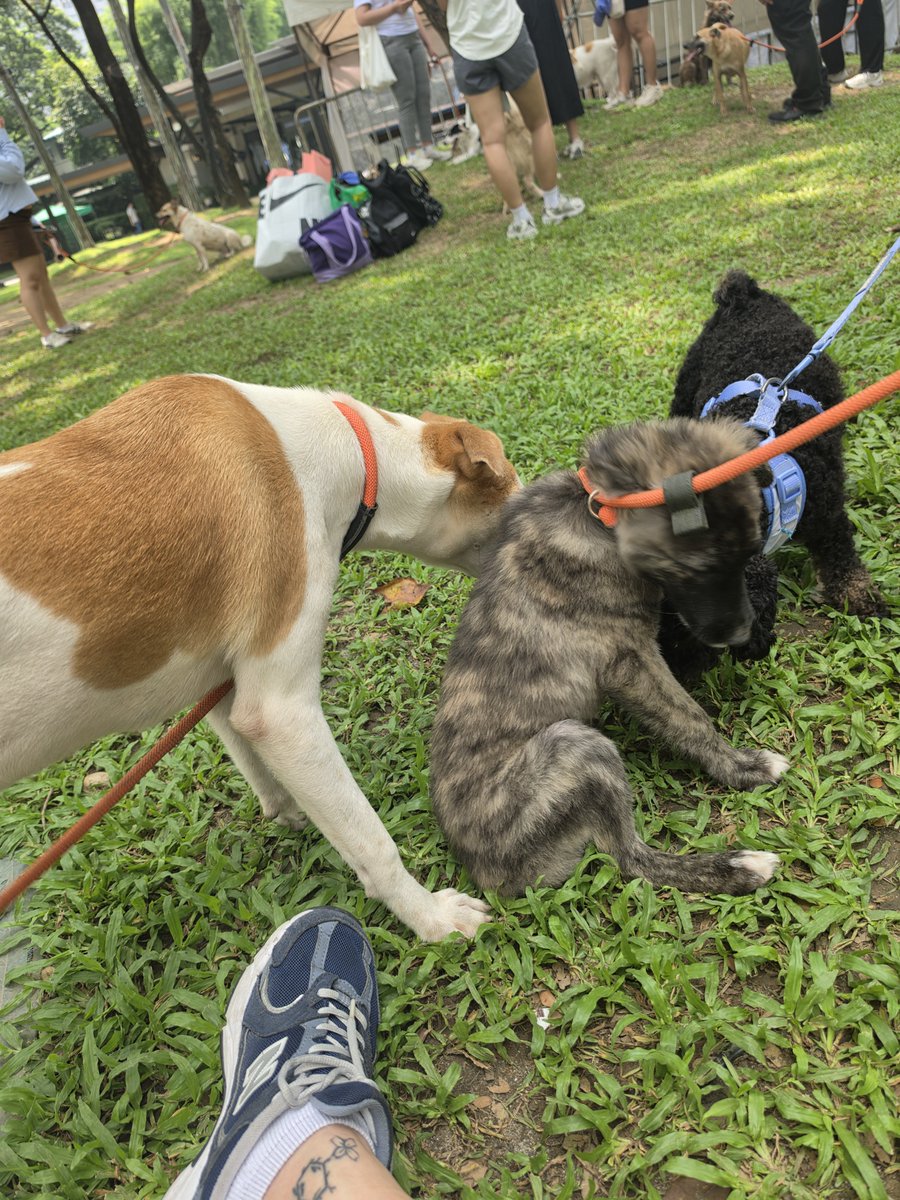 achimavis's tweet photo. Spent a very fulfilling day while celebrating JEONGHAN's birthday 🎂 🥳
Thank you for organizing this activity @zkdlscoups 🫶🩷
I hope every doggo had a great time din from Biyaya Rescue 🐶🐕
#playwithyoon
#하니생일_돌아왔쫑
#1004_JEONGHAN_Day
@pledis_17 https://t.co/a45HCwmGIv