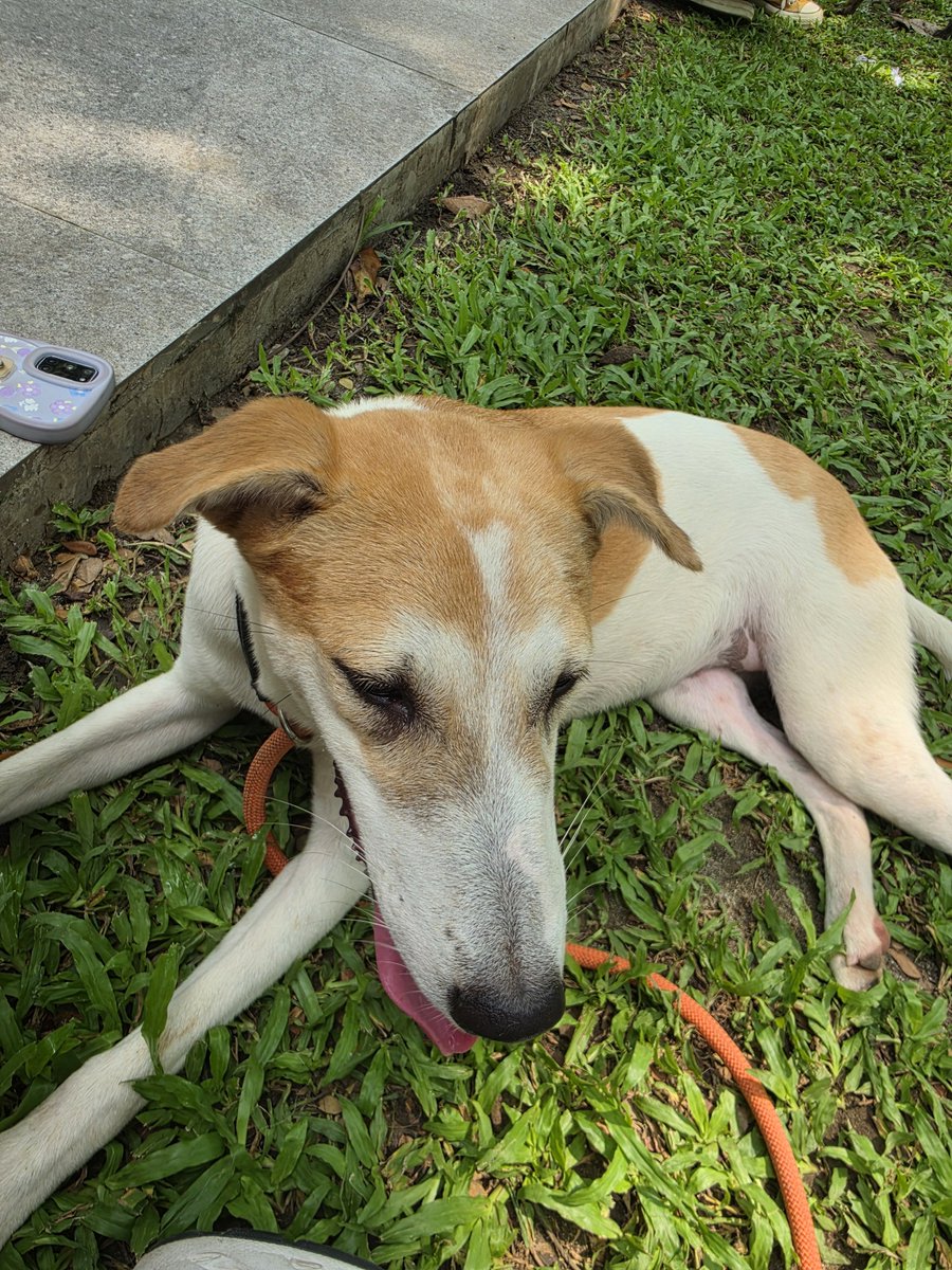 achimavis's tweet photo. Spent a very fulfilling day while celebrating JEONGHAN's birthday 🎂 🥳
Thank you for organizing this activity @zkdlscoups 🫶🩷
I hope every doggo had a great time din from Biyaya Rescue 🐶🐕
#playwithyoon
#하니생일_돌아왔쫑
#1004_JEONGHAN_Day
@pledis_17 https://t.co/a45HCwmGIv