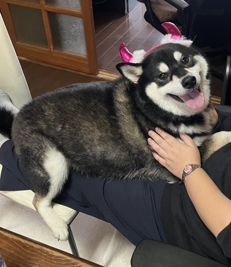 katetxusa's tweet photo. 悪魔😈になってもらいました🎃

#Shibainu
#柴犬
#黒柴 https://t.co/ZiIcWB28zY
