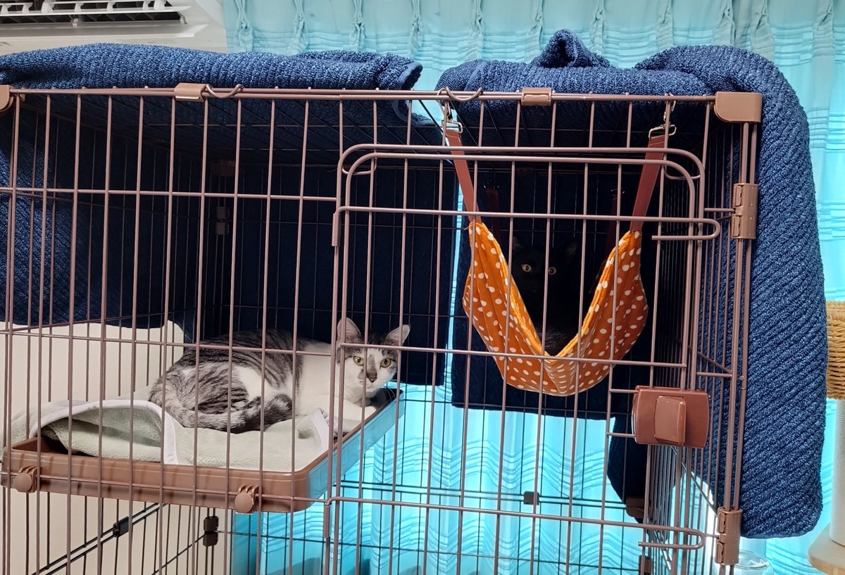 yueusage's tweet photo. 鱗まみれの同居生物がたくさんいる我が家に
この度サバ白猫のシルヴィと黒猫のヤミーが仲間入りしました。もふもふ激可愛。
猫と暮らすのは初めてなので勉強頑張ります。 https://t.co/5BNmJQy1er