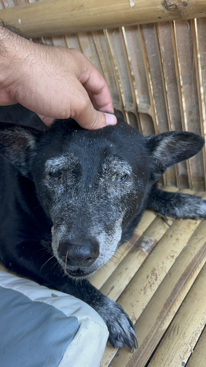 happydoggothai's tweet photo. เกือบหนึ่งปีก่อน เราช่วยบริดเจดมาจากใต้สะพาน ในวันที่เธอยังดูสับสนและหนาวสั่น... มาวันนี้ บริดเจดมีบ้านหลังเล็ก ๆ ที่แสนอบอุ่นเป็นของตัวเอง มีอาหารอิ่มท้องทุกวัน และมีคนแวะเวียนมาเล่นด้วยไม่ขาดสาย เรียกได้ว่าเป็นชีวิตวัยเกษียณที่มีคุณภาพและเปี่ยมด้วยความสุขจริง ๆ https://t.co/iJA66zME96