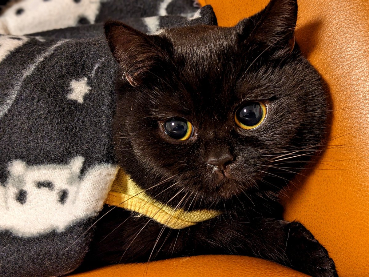 coco_bks09's tweet photo. とってもつよい子
#猫のいる幸せ
#猫のいる暮らし
#猫好きさんと繋がりたい
#黒猫 https://t.co/rDFAuYd2Yc