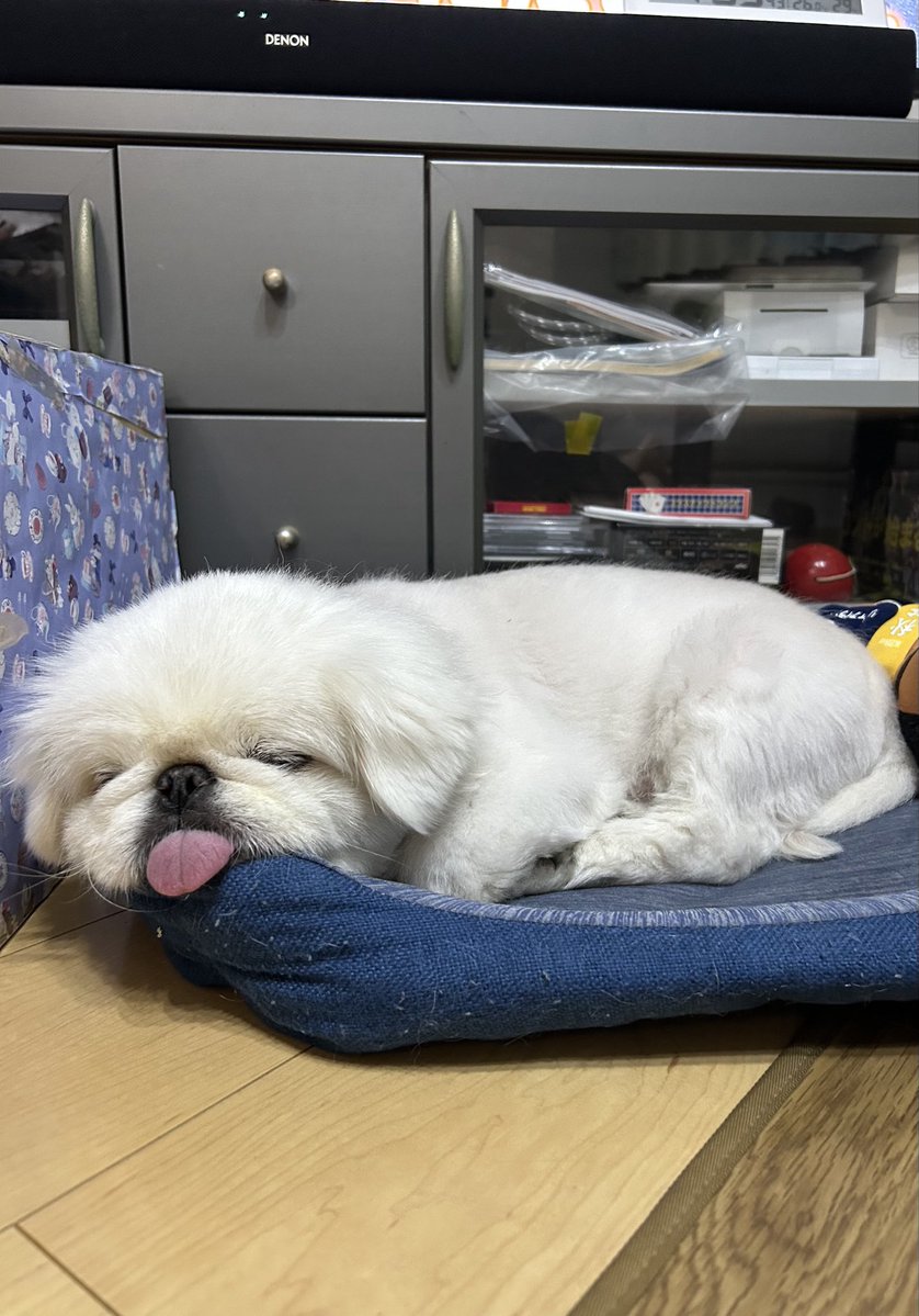 kepuandra's tweet photo. お腹一杯になって寝てしまいました😪
＃ペキニーズ https://t.co/pTMSNpgCgJ