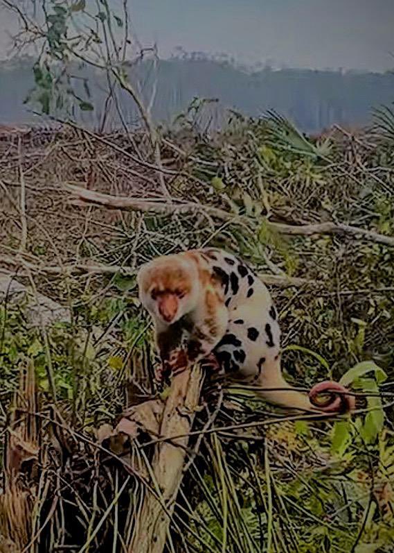 angkytm's tweet photo. Kabar penghancuran hutan dan rawa untuk proyek raksasa industri energi di Papua Selatan, belum juga berakhir dan semakin brutal. Sumber hidup masyarakat adat dan rumah berbagai spesies digusur dan dihancurkan, untuk perluasan perkebunan tebu, bahan industri energi bioetanol. https://t.co/BtSaTOwvW9