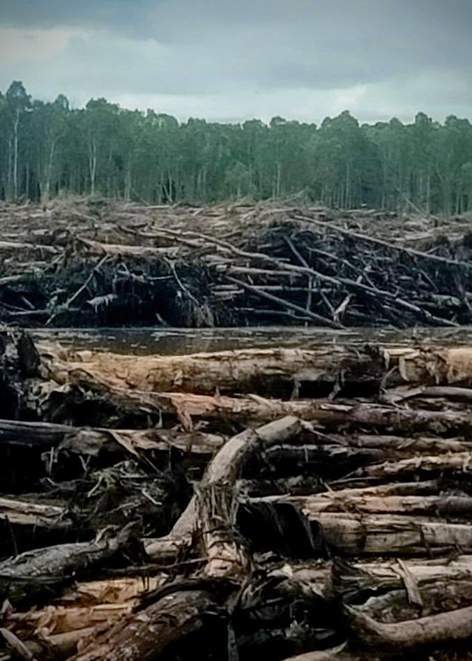 angkytm's tweet photo. Kabar penghancuran hutan dan rawa untuk proyek raksasa industri energi di Papua Selatan, belum juga berakhir dan semakin brutal. Sumber hidup masyarakat adat dan rumah berbagai spesies digusur dan dihancurkan, untuk perluasan perkebunan tebu, bahan industri energi bioetanol. https://t.co/BtSaTOwvW9