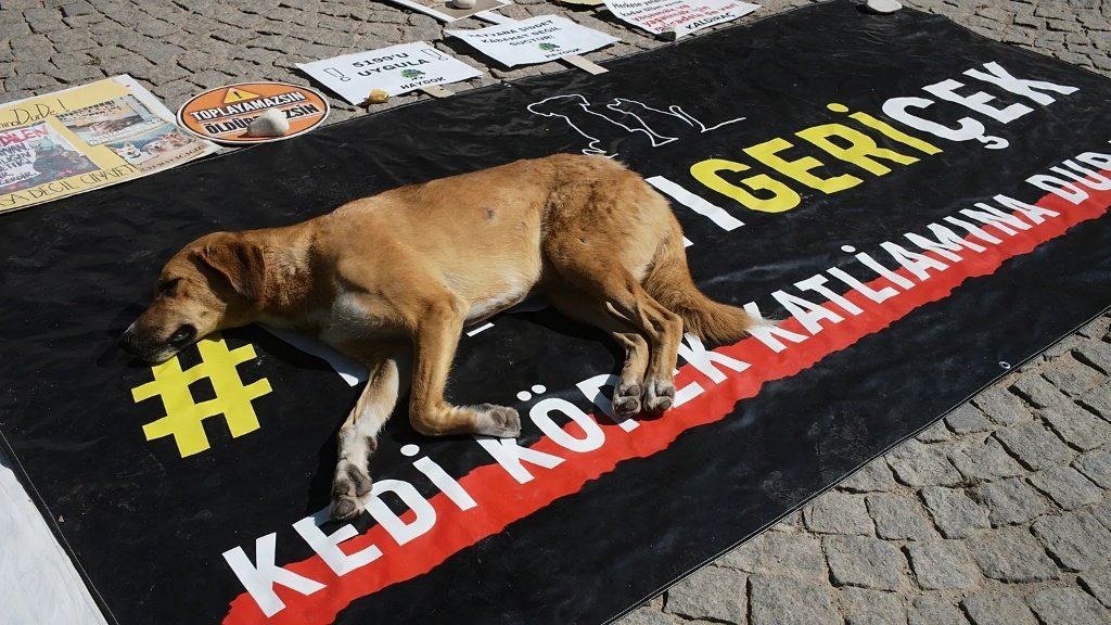 BizHareketi_'s tweet photo. 4 Ekim Hayvanları Koruma Gününde canlarımızı iktidarın öfkesinden korumaya çalışıyoruz.

Korumaya, beslemeye, sahip çıkmaya devam edeceğiz.

Canlarımız b'iz'e emanet.
#bizhareketi https://t.co/fSE3hkiuE4