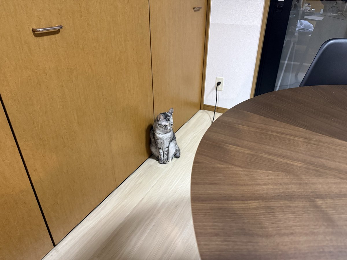 zakkimerukari's tweet photo. アイロンかけてる時にちょっかいかけてきたから叱ったら口を聞いてくれなくなった https://t.co/tKBrARFYbs
