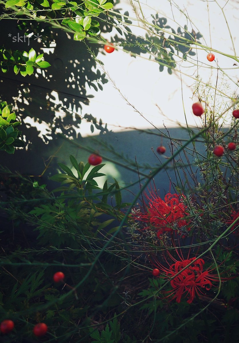 fux2's tweet photo. #彼岸花　#アスパラガス　#Xperia1V

Autumn red. https://t.co/lbBtZQsiC7