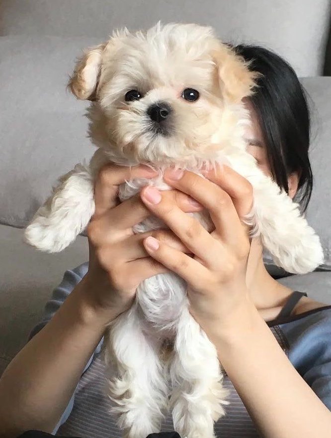 winterbearjm's tweet photo. ตอนนี้โตแล้วนะจ๊ะยายเห็นมั้ย before/ after https://t.co/tEdlDf7XF5