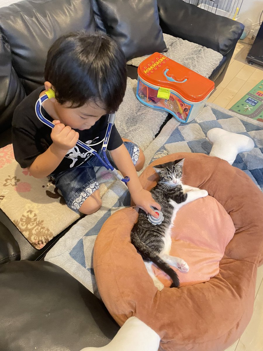 R453374510's tweet photo. 『ふむふむ、君は可愛い病ですね』と
弟猫に対して的確な診断をしていた四歳児 https://t.co/BQvZ5JcQaY