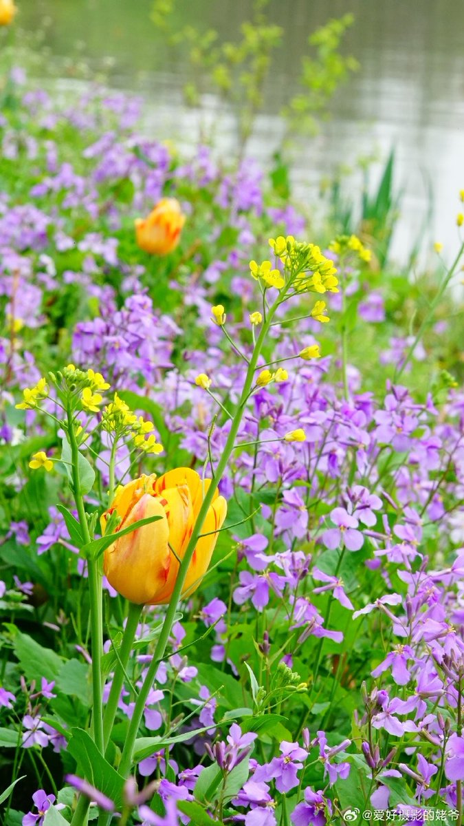 ariac573490's tweet photo. [New vibes in the north: 诰俏 blooms bright by Yi River! Spring’s here with a fresh twist!] https://t.co/ey8ylpIaho