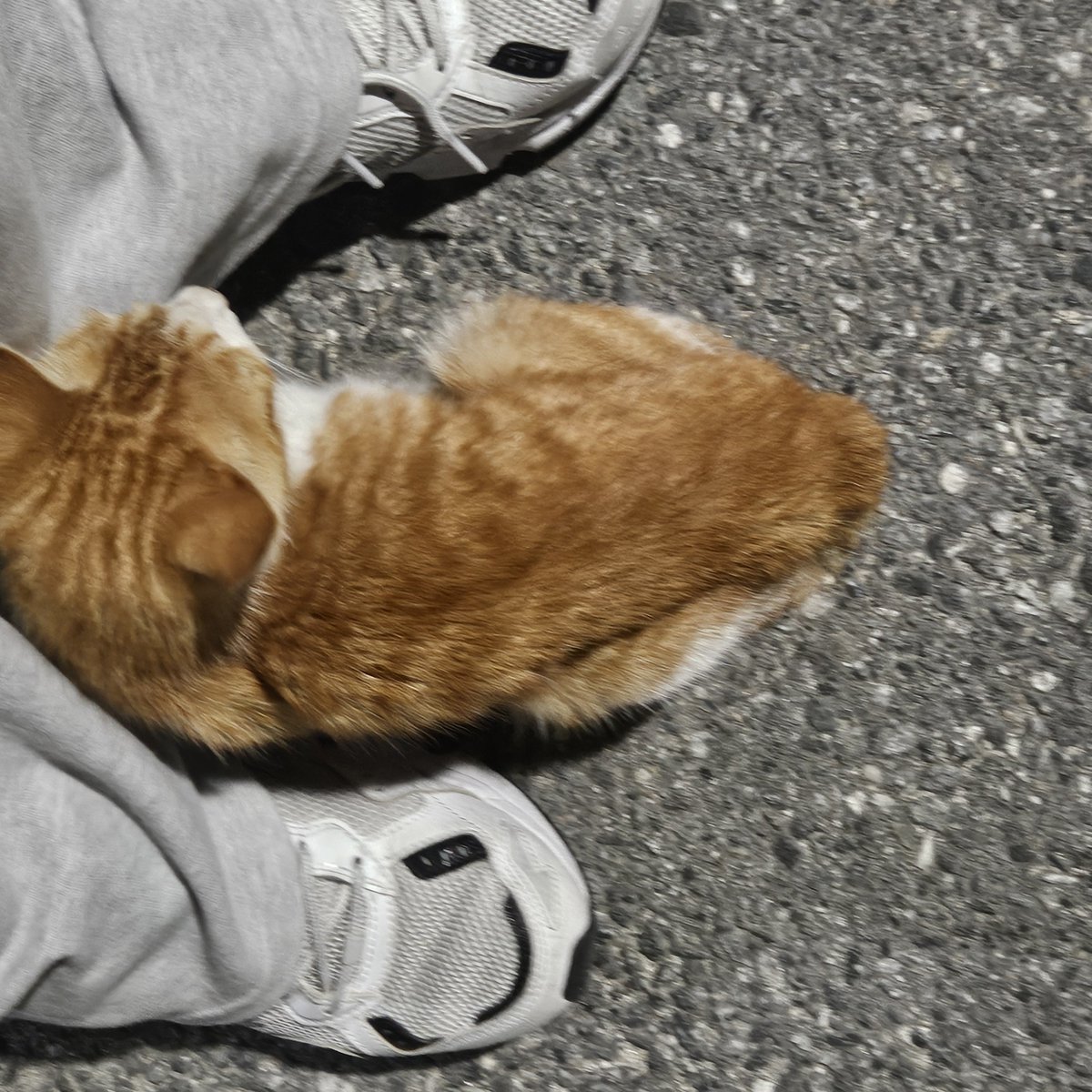 new_lee0's tweet photo. 술 먹을 생각하고 있었는데 고양이 보니까 다 풀렸어ㅓ.. 어떻게..ㅠㅠ 나 너 못 데려가는데에.. 완전 애교부리구.. 애기 고양이..ㅠㅠ https://t.co/mHKaEHBIuK