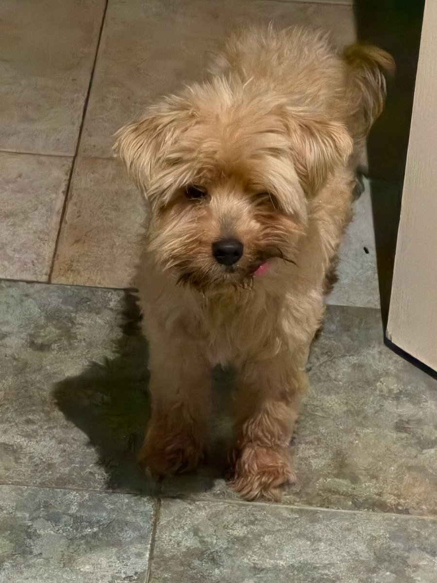 vigipets's tweet photo. 🟠 🐶 Chien perdu le 02/10/2026 à Tremblay-En-France (93290).
Race : Yorkshire Terrier / Âge : 15 an(s)
ROUCKY / Mâle / Identifié(e) : Oui

☎️ 0635241133
📧  garciavideira89@gmail.com

#chienperdu #chientrouve #chien #perdu #trouve https://t.co/zOqPnHhm4K