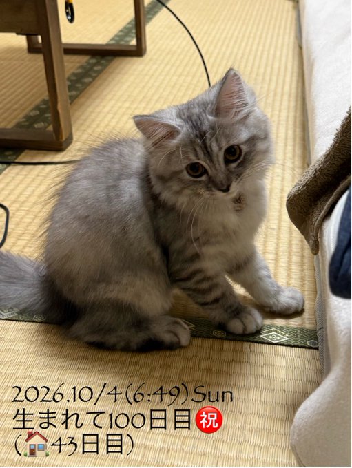 A gray and white fluffy kitten sitting on a tatami mat, with Japanese text overlay reading '2026.10/4 (6:49) Sun 生まれて100日目 祝 (↑43日目)' indicating its 100th day of life.