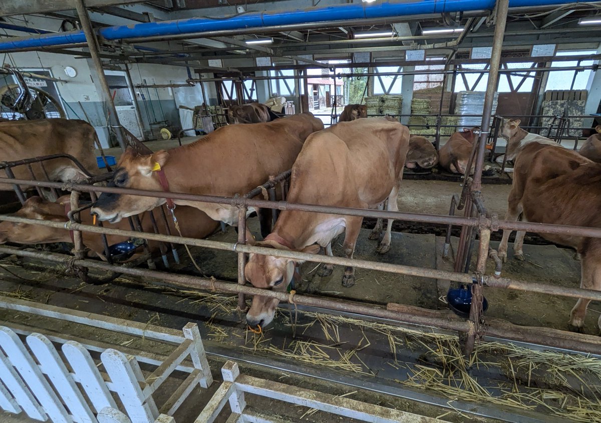torihachu's tweet photo. 今日は家族で牧場に行きました。牛舎は割りと中まで見させてもらえるスタイル。我々の界隈、牛舎にはすごく既視感・・・(´ー｀) https://t.co/2AE9Dvddck
