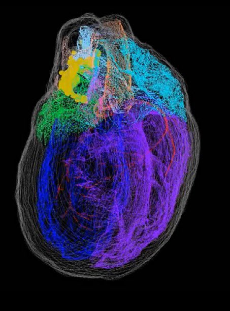SciNatureNews's tweet photo. 🚨: For years we were taught that the brain rules and the heart only pumps blood. But modern physiology reveals something much more disturbing: the heart has its own "minibrain".  

Inside the heart there is a real neural network—the heart's intrinsic nervous system—made up of tens of thousands of neurons capable of processing information locally.  

Not a metaphor: This circuit analyzes signals, makes quick decisions, and sends instructions to the brain through nerves and heart rate patterns.