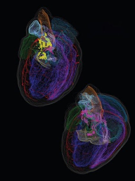 SciNatureNews's tweet photo. 🚨: For years we were taught that the brain rules and the heart only pumps blood. But modern physiology reveals something much more disturbing: the heart has its own "minibrain".  

Inside the heart there is a real neural network—the heart's intrinsic nervous system—made up of tens of thousands of neurons capable of processing information locally.  

Not a metaphor: This circuit analyzes signals, makes quick decisions, and sends instructions to the brain through nerves and heart rate patterns.