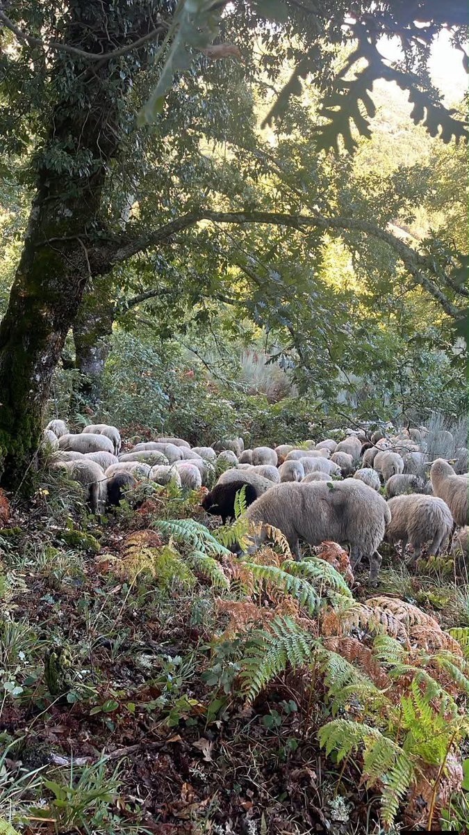 GanaderasenRed's tweet photo. El rebaño de Sandra, en Galicia.
Comiendo bellotas.

 ¡Feliz domingo!
#GanaderiaExtensiva https://t.co/m3xX1DmS06