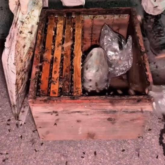 pusholder's tweet photo. Hakkari Yüksekova’da bir tırdaki arı kovanlarına gizlenmiş 91,1 kilogram uyuşturucu ele geçirildi.

─ Tır, yaklaşık bir ay süren fiziki ve teknik takibin ardından durduruldu.

─ Eğitimli köpeklerle yapılan aramada, canlı arıların bulunduğu kovanların petekleri arasına gizlenmiş uyuşturucu bulundu.

─ Ele geçirilen uyuşturucunun 85,9 kilogramı skunk, 5,2 kilogramı toz esrar.