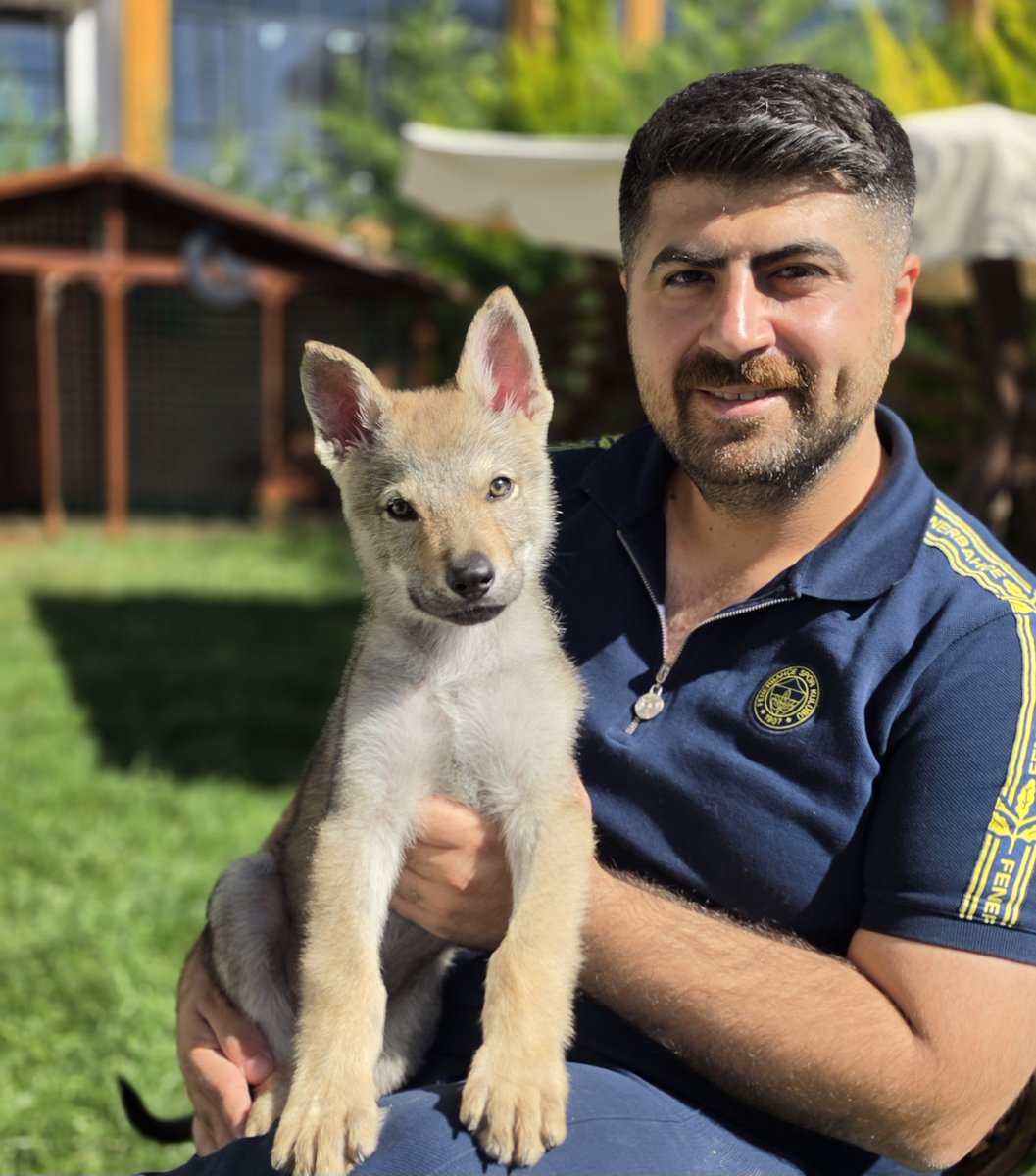 emin_erkec's tweet photo. Glock 
.
.
#wolfdog #dog #kurt #pazar #kırıkkale https://t.co/uKIshBEhEK