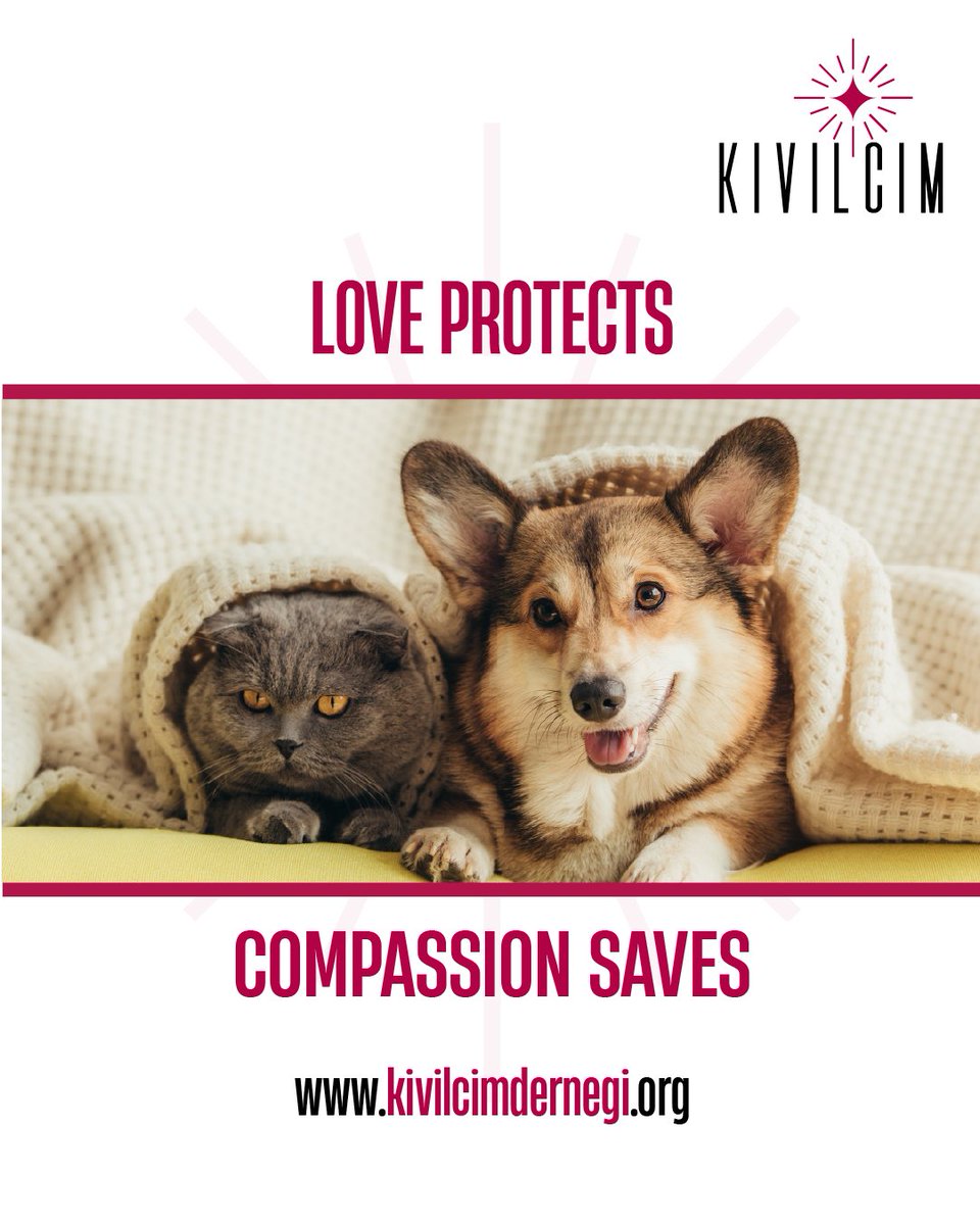 kivilcimassoc's tweet photo. 🐾 A bowl of water, a safe space, a little kindness… Sometimes, a small act of care can change an animal's day.

Animals sharing our streets need us to respect their space, recognize their needs, and treat them with compassion.

#KivilcimAssociation #WorldAnimalDay https://t.co/k5pfUIVlcE