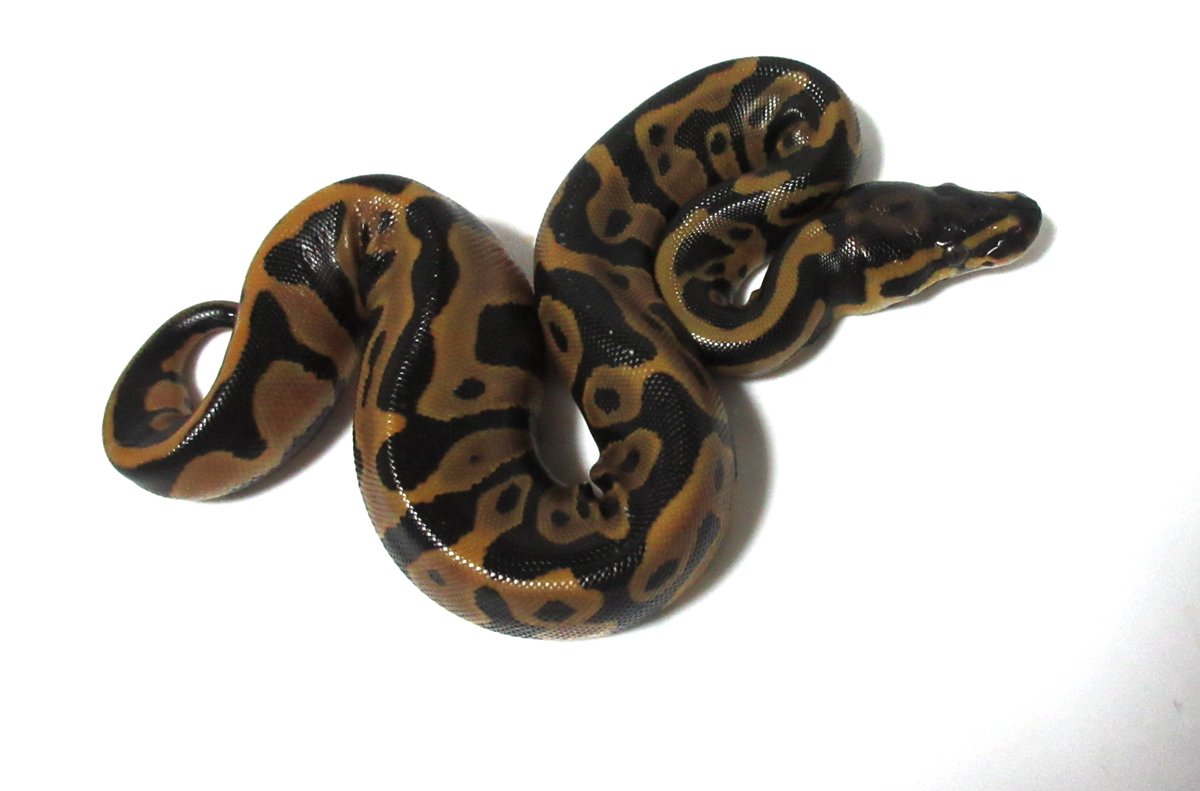 UmbrellaPython tweet picture
