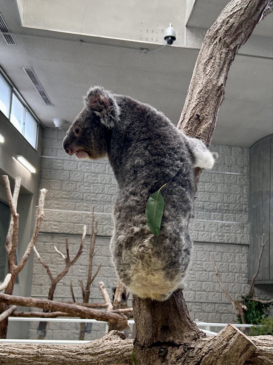 englandhill_zoo's tweet photo. 本日のナギとこまちです
おやすみなさい@( -  ●  - )@
#コアラ #ナギ #こまち https://t.co/ewZ05ZxqRV