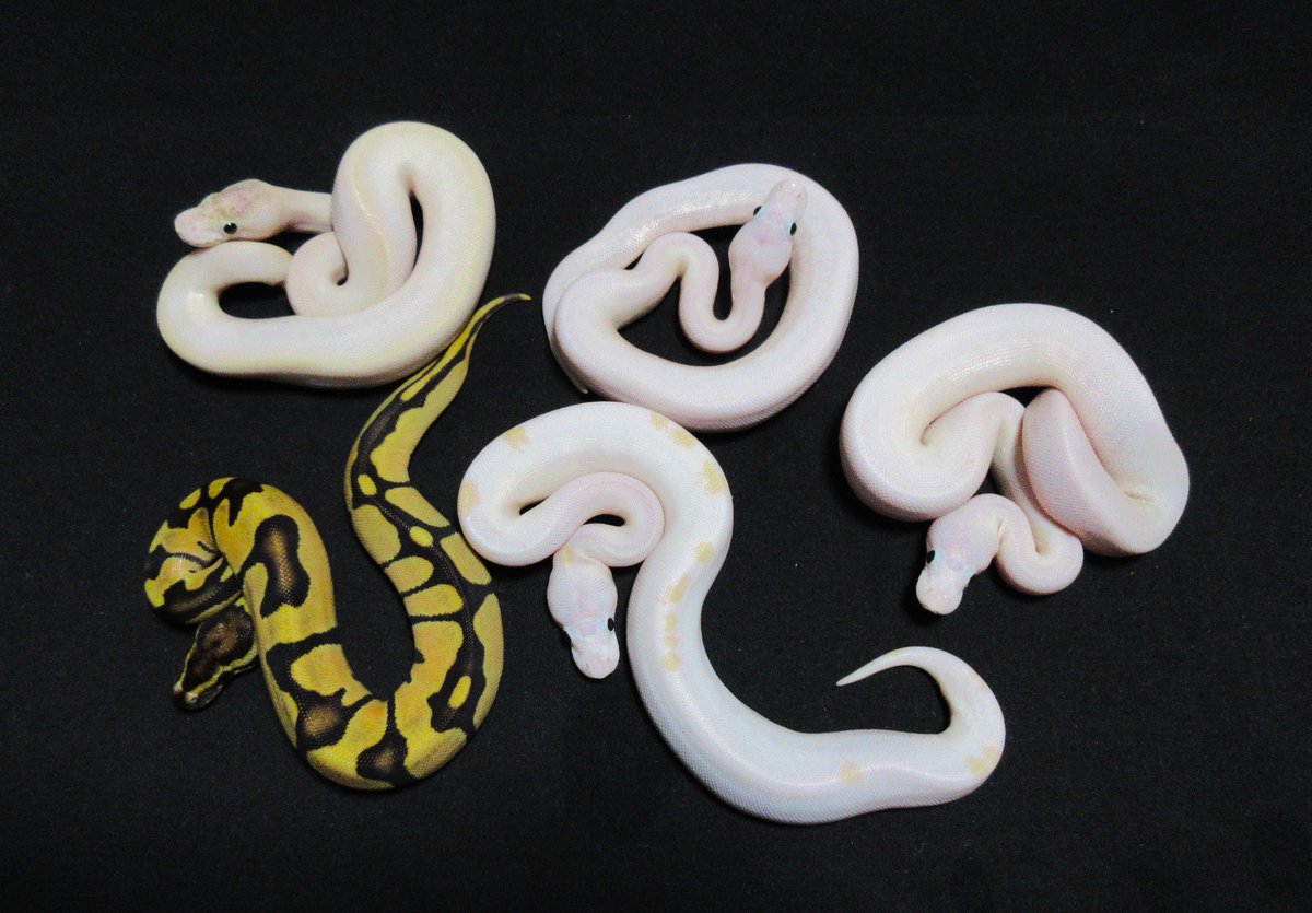 UmbrellaPython tweet picture