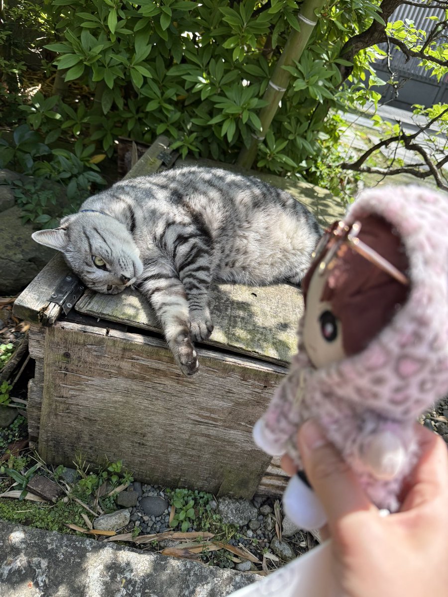 moko_mokyo's tweet photo. 色んなとこたくさんお出かけしたねぇ

#みんなのストぬい見てみたい https://t.co/3JyUIIflDn