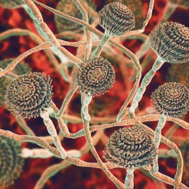 SciNatureNews's tweet photo. JUST IN🚨: A fungus that can grow inside the lungs and “eat the human body from inside” is spreading rapidly across the planet. https://t.co/Wi0ynjlrDH