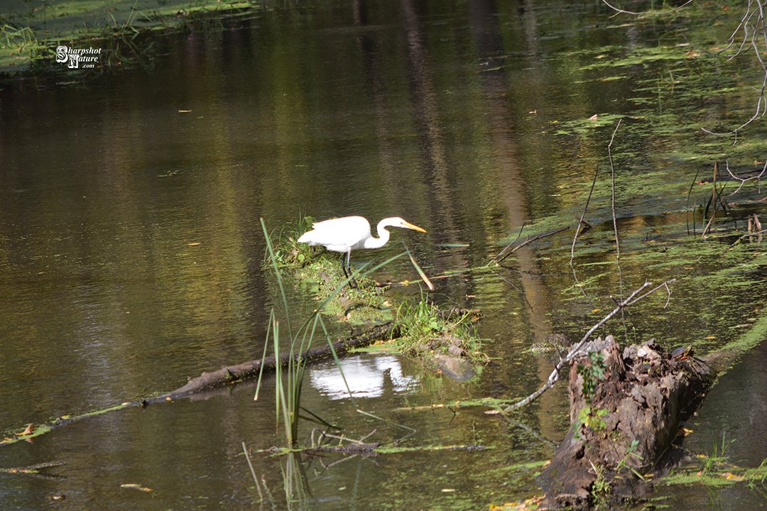 SharpshotNature's tweet photo. Sharpshot Nature .Com 00122-tod-010215 Great Egret
#sharpshotnature #greategret #egret #bird #river #reflection #water #log #grass #plant #paintedturtle #turtle #reptile #autumn #fall #nature #naturephotography #wildlife #wildlifephotography #photography https://t.co/aWdTsoT7ml