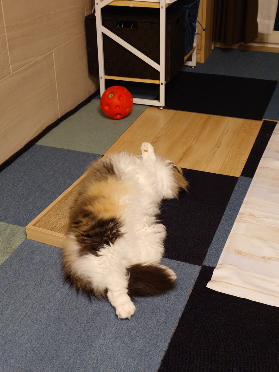 rimu0404's tweet photo. ラテモカどんな夢見てるんだろうね💤
2匹とも違う環境で2日間過ごして本当に疲れたんだろうな…
人間の都合に付き合ってくれてありがとうね🥺 https://t.co/ErdRRbo3hi