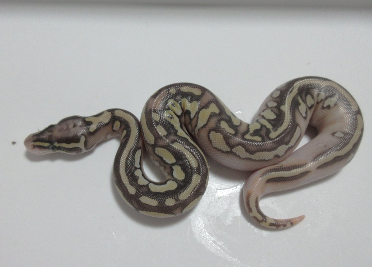 UmbrellaPython tweet picture