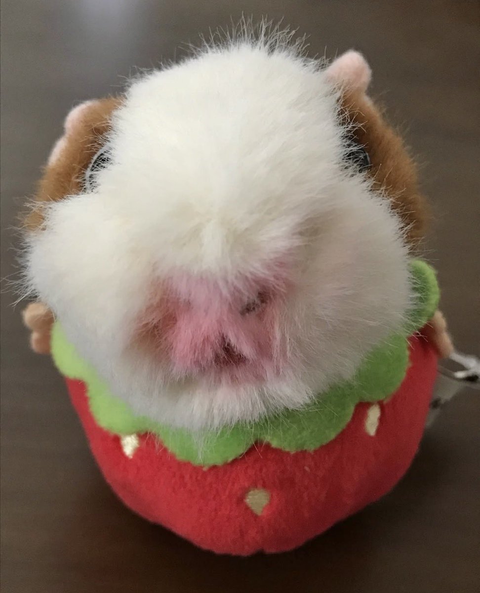 sum_merbread's tweet photo. [ 재입고 소식 ♪ ]
- 과일 쏙 모루못토상 인형 키링

스마트스토어에 업로드되었습니다 ♡
🐹 https://t.co/ei8V9r8hi3 https://t.co/xYAyDDZlVc