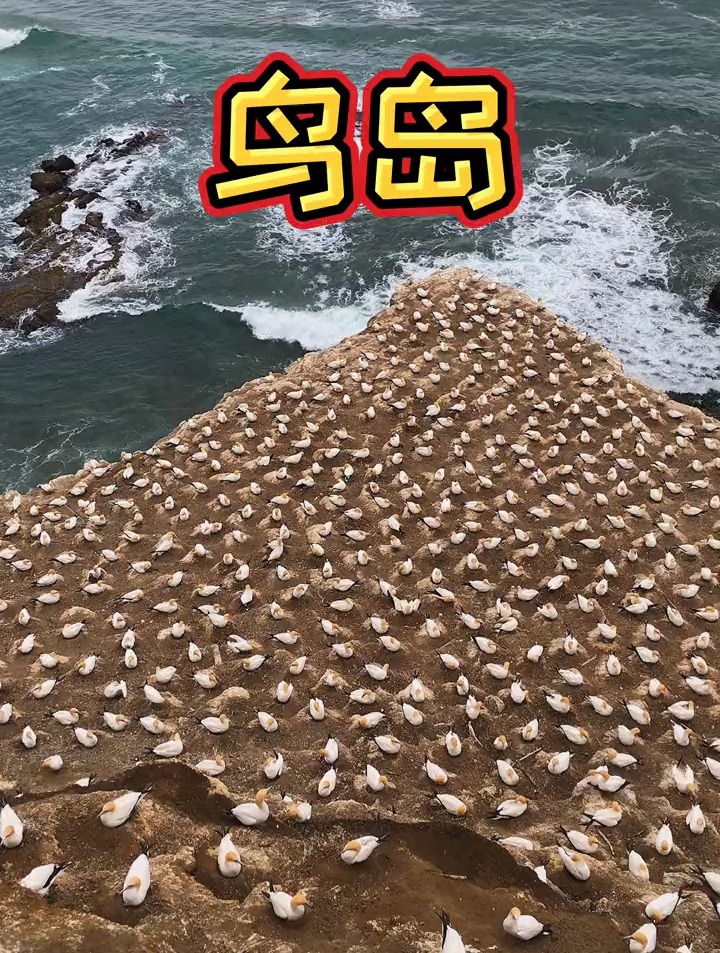 alinl983227's tweet photo. [The wild wind lifts the gannet's cry, sharp and free above the waves.]， https://t.co/yU0g5H41Fk