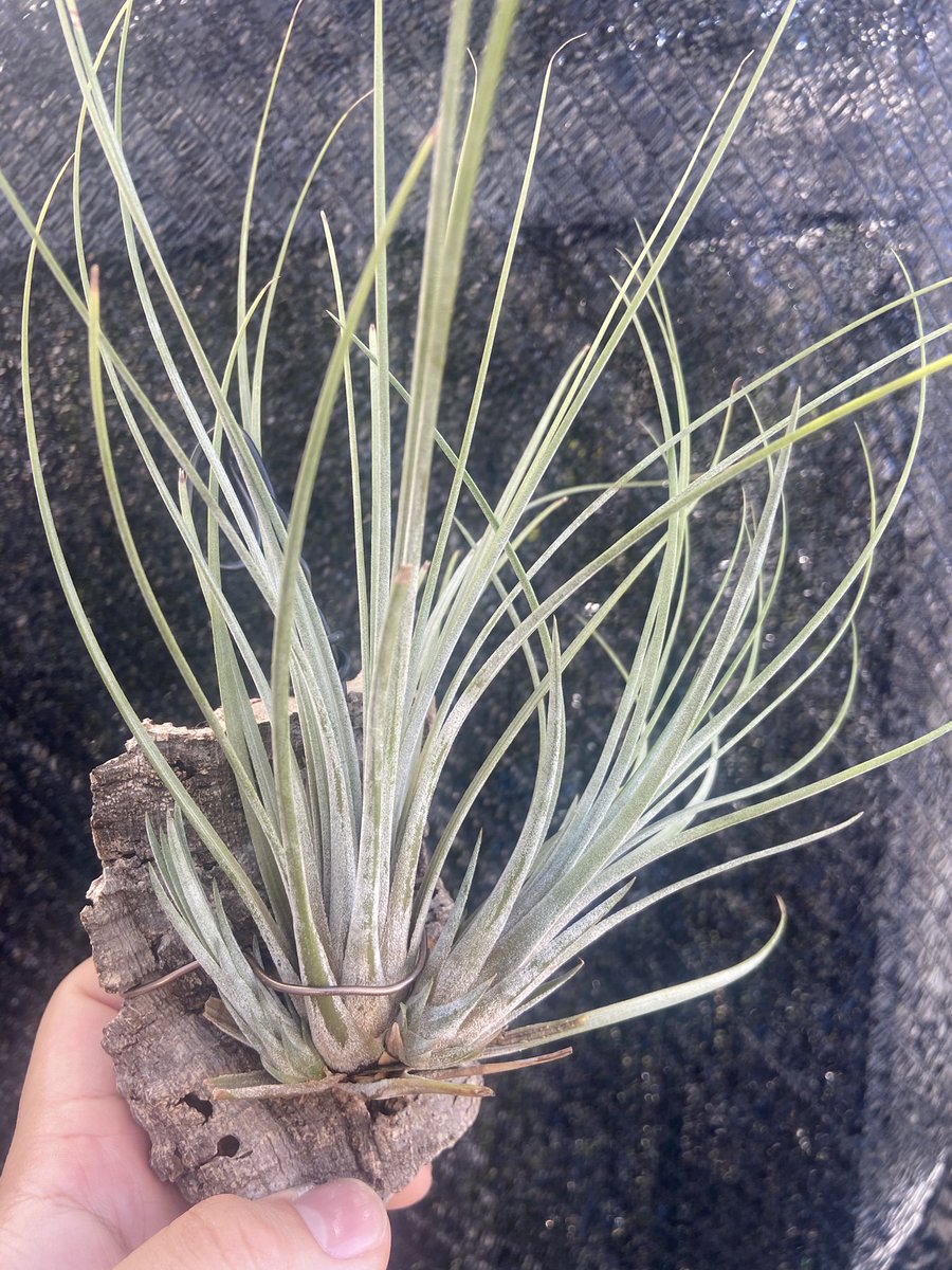 c2e30c76fe8345b's tweet photo. Tillandsia ‘Milk Junket’
（Seed Parent: juncea）

ジュンセアの白花登録品種 https://t.co/sEwjIAgwCo