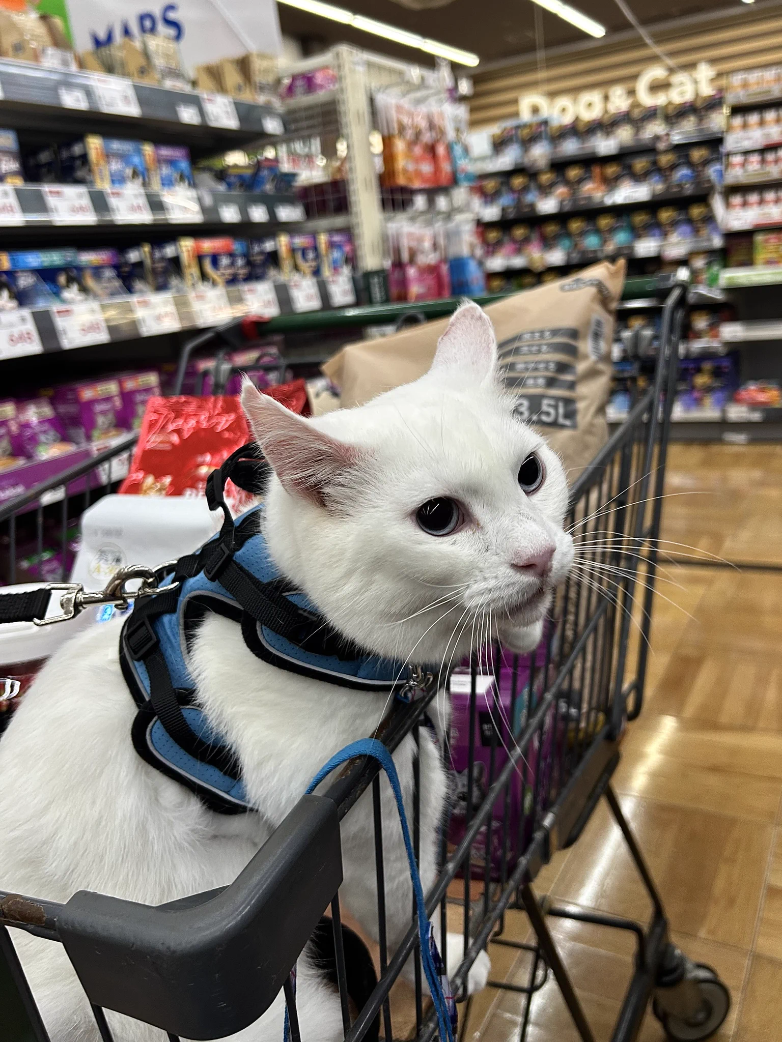 しろねこ on X: 