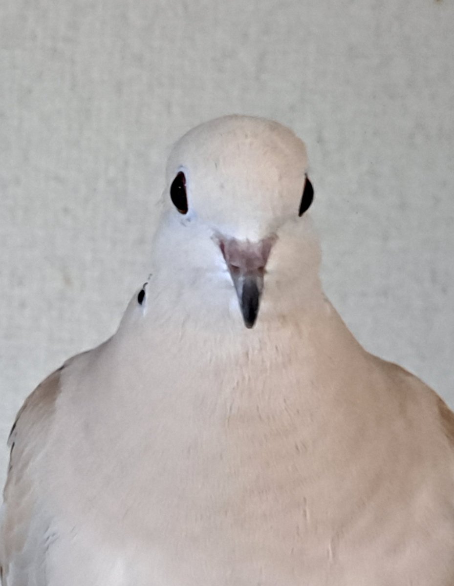 22notebook22's tweet photo. ジューク証明写真 ( 4×3 )🤣
ﾊﾟｼｬｯ! Σp[【◎】]ω･´)

以上、本日の19さんでした！ https://t.co/ynw3EVemiR