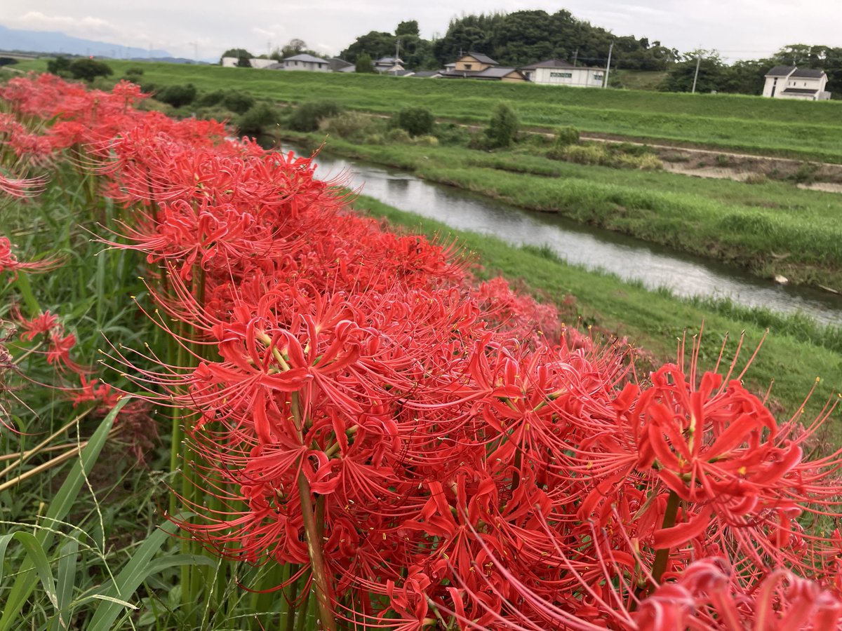 altrabitt's tweet photo. 宮若のヒガンバナ祭り

名前から来る真っ赤なイメージと、力強い芸術的な造形。数の迫力。

初めてみる世界、綺麗だった。

白や黄色のヒガンバナもあるのも学んだ。知らないことを知るのは楽しい。 https://t.co/9AlAWafv71