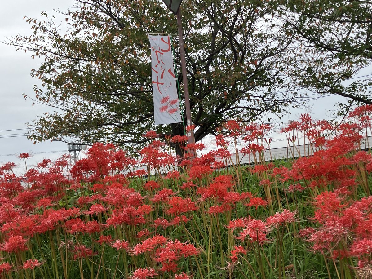 altrabitt's tweet photo. 宮若のヒガンバナ祭り

名前から来る真っ赤なイメージと、力強い芸術的な造形。数の迫力。

初めてみる世界、綺麗だった。

白や黄色のヒガンバナもあるのも学んだ。知らないことを知るのは楽しい。 https://t.co/9AlAWafv71