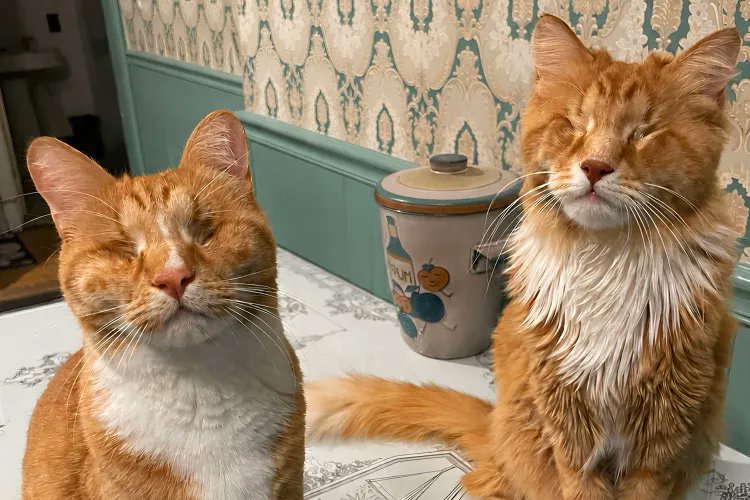 AMAZlNGNATURE's tweet photo. Scientists identify first confirmed cases of Marfan syndrome in cats

Sibling cats Gary and Shaggy were found to have unusually long limbs, eye abnormalities and changes to the aorta. Genetic testing linked the condition to mutations in the FBN1 gene https://t.co/3XoFT6vxtV