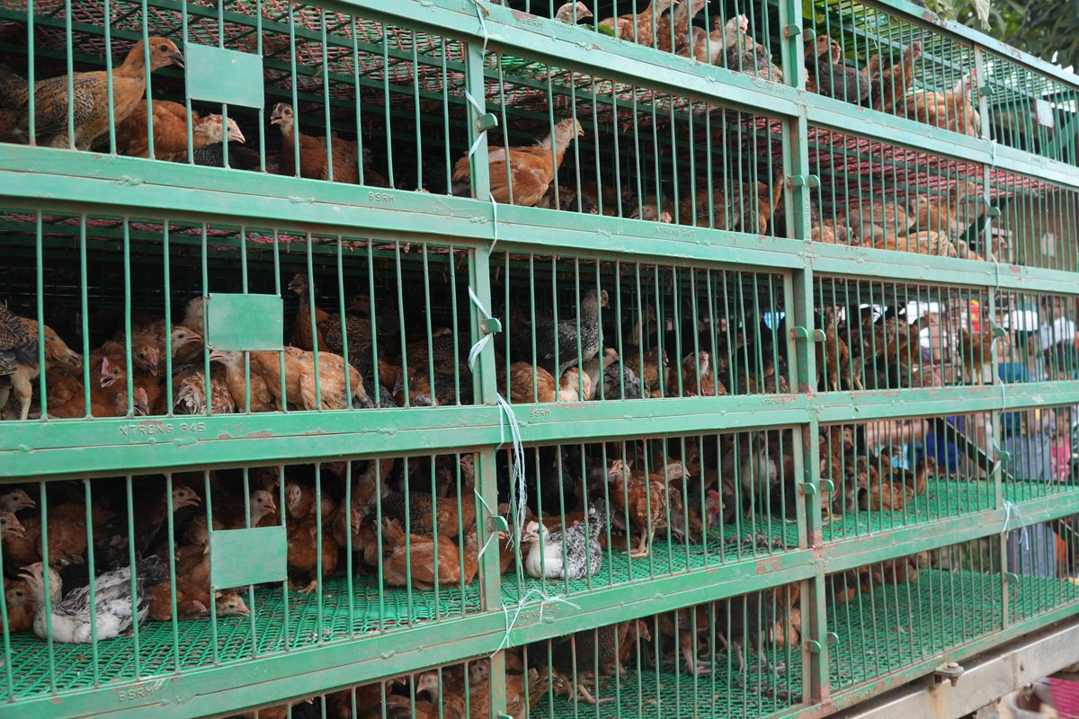 IFRCAsiaPacific's tweet photo. For many families in Cox’s Bazar, a flock of 10 chickens is more than just livestock. It is a step towards greater food security and a more sustainable future.

Supported by the Bangladesh Red Crescent Society, 860 families each received 10 live chickens, along with poultry feed, feeders, bamboo materials and rope to establish small household poultry shelters.

Before the distribution, one member from every household completed a three-day training on chicken rearing, gaining practical skills to care for and raise the birds. The poultry-rearing initiative aims to improve household nutrition while creating opportunities for families to generate income.
