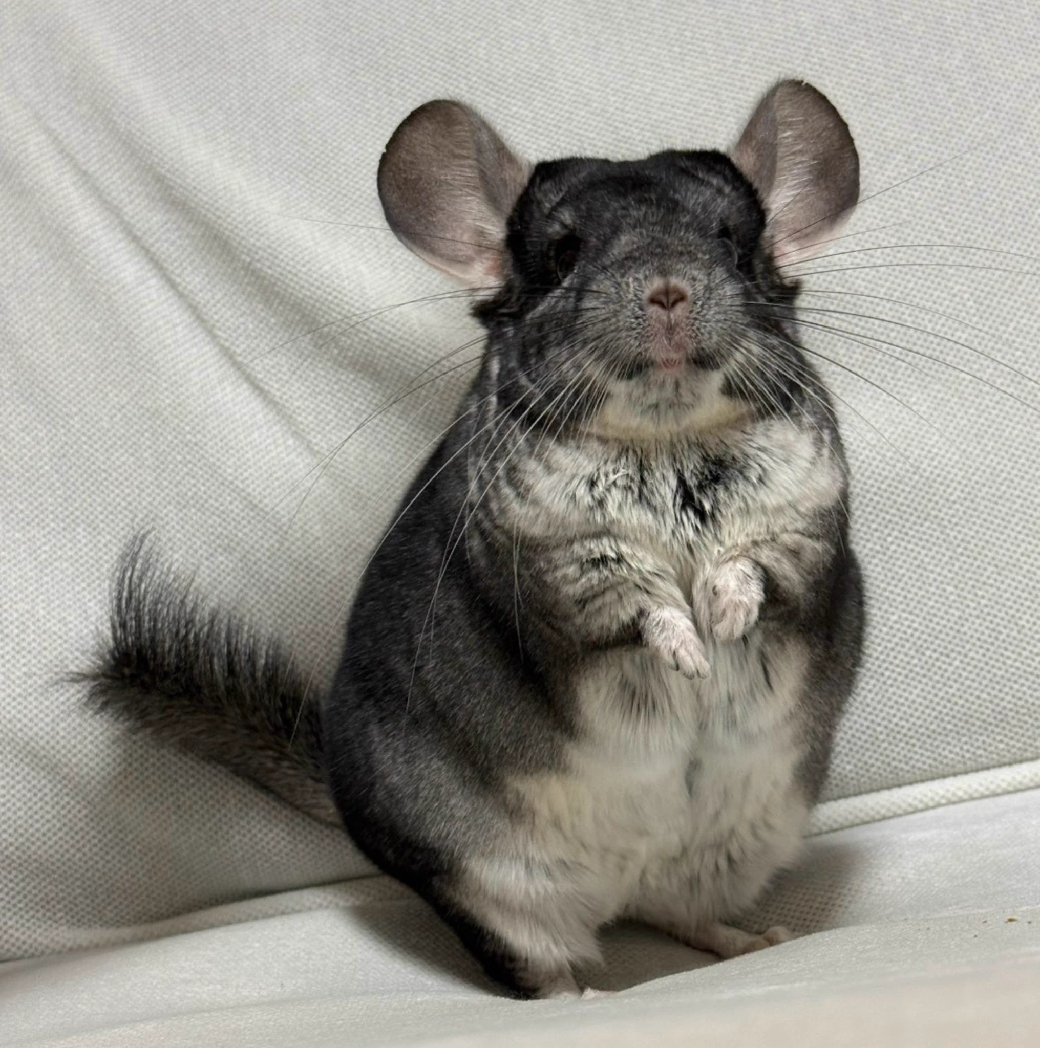 X-এ クマじいさん: 