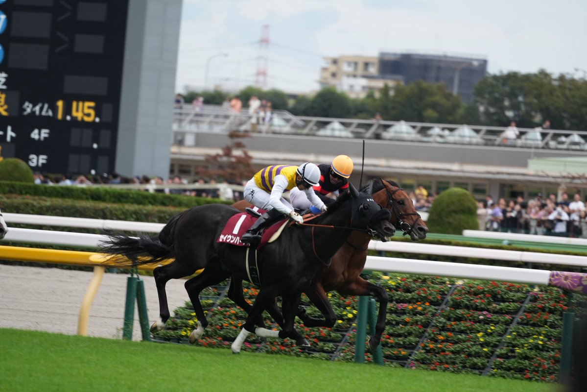 akatamanegi_583's tweet photo. 今回の毎日王冠
屈腱炎22.5%と言う治癒率が50%を切ってる重病をオーナーと牧場のチーム一丸で乗り切って克服したセイウンハーデス

落馬負傷で肋骨が10本折れて3本が肺に刺さり肺が心臓を圧迫して一時は騎手引退を考えながら無事復活した幸英明ジョッキー

急性骨髄性白血病で治療しなかったら余命2週間とも言われたけど徹底的な治療と自分の気合いや体力もあって無事治療をして回復してした西山オーナー

今回の毎日王冠は本当にすごいと思う。
冥府の王がてめぇら来るのはまだ早いんだよって追い返した結果だと思うし関係者の本当に努力の結果取れたタイトルだと思う。

改めてセイウンハーデスとその関係者の皆様おめでとうございます。あとラスト1戦ですが無事完走するの祈ってます。

興奮しすぎて写真めっちゃ斜めになってるやん...