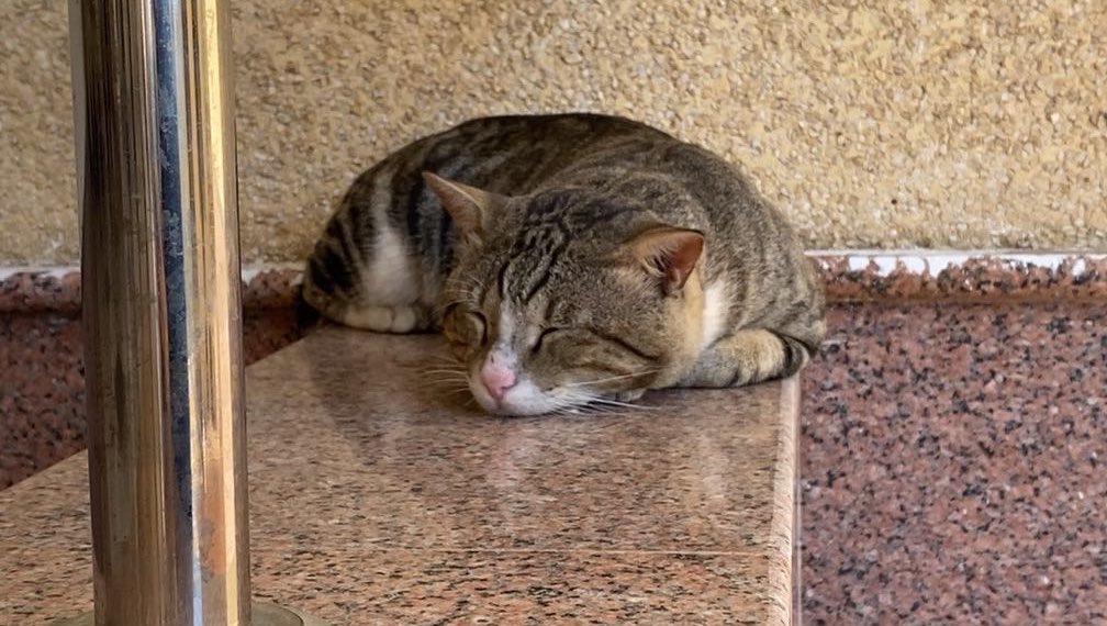msalshouq's tweet photo. Wish i was a cat https://t.co/eWpAxky4oM
