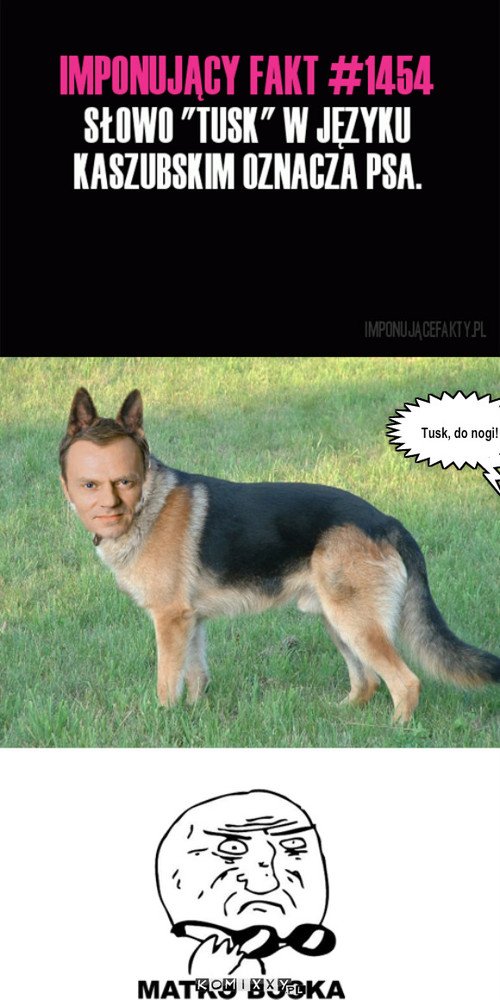 niepokorny81's tweet photo. @AbramczykPawel @NawrockiKn @donaldtusk πΆ#Zhumorem π«£ https://t.co/0ZcVqHnamJ