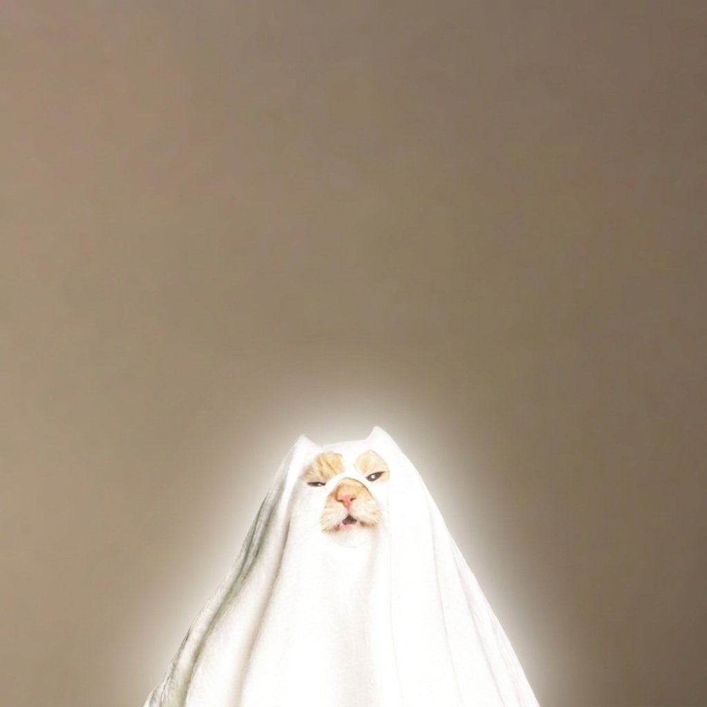 theghostfunsol's tweet photo. What can I say about our community, it's already been 24 hours and we're still holding the floor well, we've been through a lot, we've been vamped twice, but we as OGs still haven't migrated.

That's why we created a website for this Halloween narrative, which would be a big plus for it (updated on dex rn):

https://t.co/dFi1amg1ua

CA:
2kyjAwwC2jA9pVwnexVjD6N7uupfeYY8GVJk8jCspump

Also dex paid, supply burned, community:
https://t.co/1SkROwk6hE

The pinned post on X accumulated 10k views already, which is insane:
https://t.co/rPCdcUZhHN

Also I found this ghost cat on Tiktok which accumulated 4.2M VIEWS and 900k LIKES:
https://t.co/jX0Qquvrfs