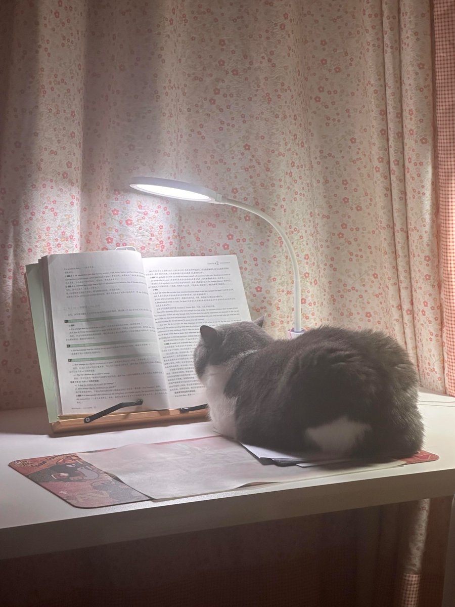 nocontextscats's tweet photo. Bro is studying https://t.co/w1yIVzXTrv