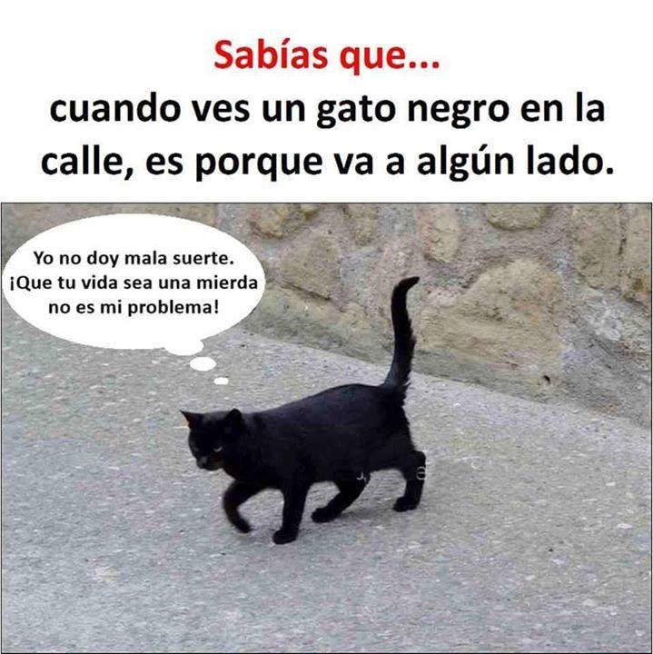 gatuna_Pilar_2's tweet photo. 😸😸😸 https://t.co/qI2dsOF4ig