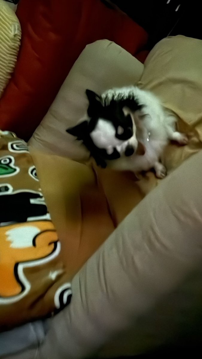 Dewjshu's tweet photo. Woof woof. https://t.co/UNjgD95PG4